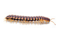 Coromus sp. chocolate Togo adult